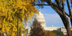 Capitol in the fall